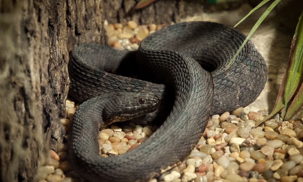 black snake symbolism