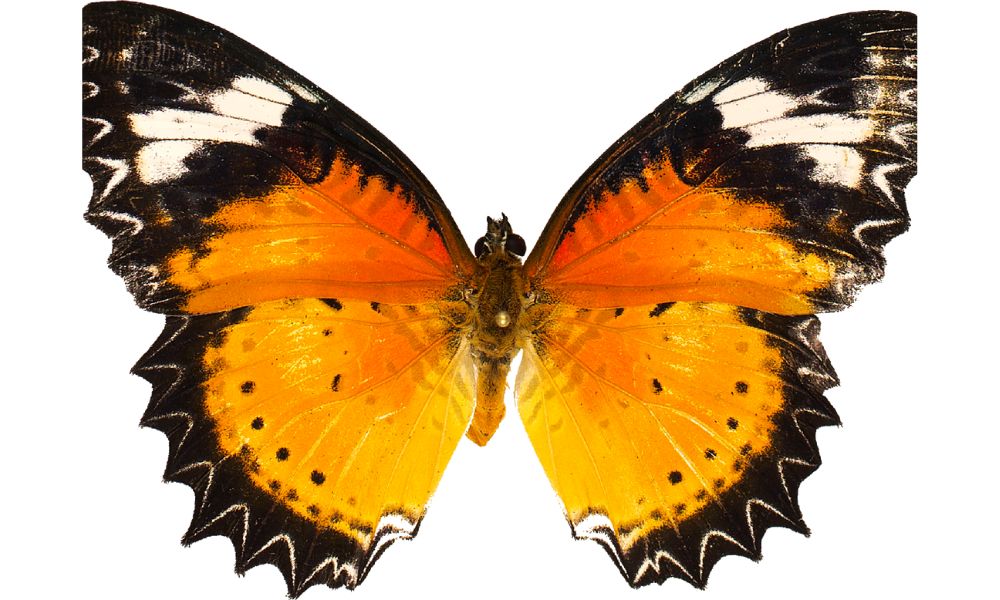 orange butterfly symbolism