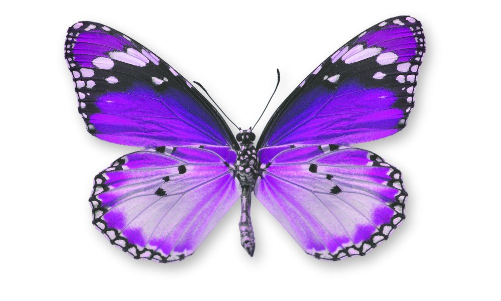 purple butterfly symbolism