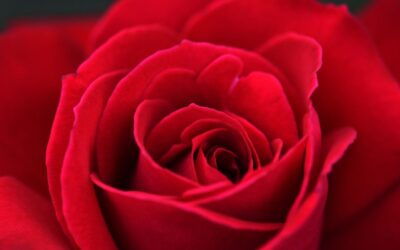 Single Red Rose Symbolism: The Passionate, Intense, and Romantic Essence of the Beloved Flower