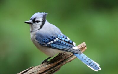 The Blue Jay’s Final Flight: Unraveling the Symbolism of Death in Nature