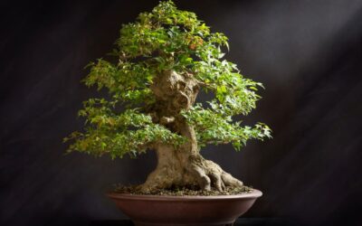 The Beauty and Significance of Bonsai Tree Symbolism