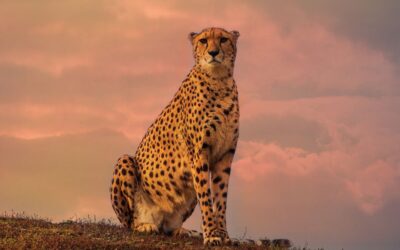 The Significance of Cheetah Symbolism
