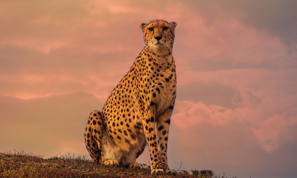 Cheetah symbolism