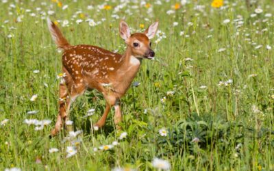 The Enchanting Symbolism of Fawns: Exploring the Innocence, Vulnerability, and Graceful Beauty of the Young Deer