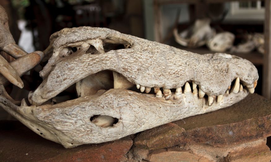 crocodile skull