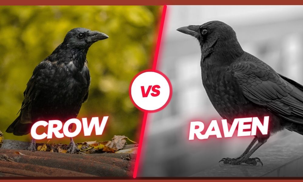 crow vs raven symbolism