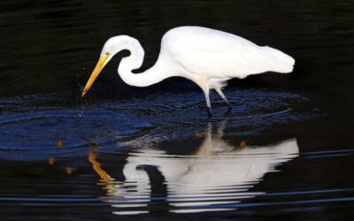Egret Symbolism: The Grace, Purity, and Spiritual Connection of This Elegant Wading Bird