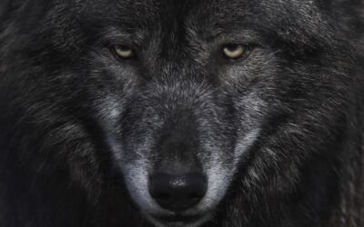 Wolf Mythology: Exploring the Symbolism and Legends Surrounding Wolves